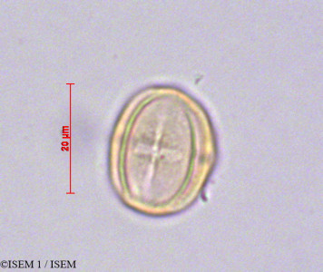 ISEM 1/Tournefortia_sp_29079/Tournefortia_sp_29079_0001(copy)_thumb.jpg